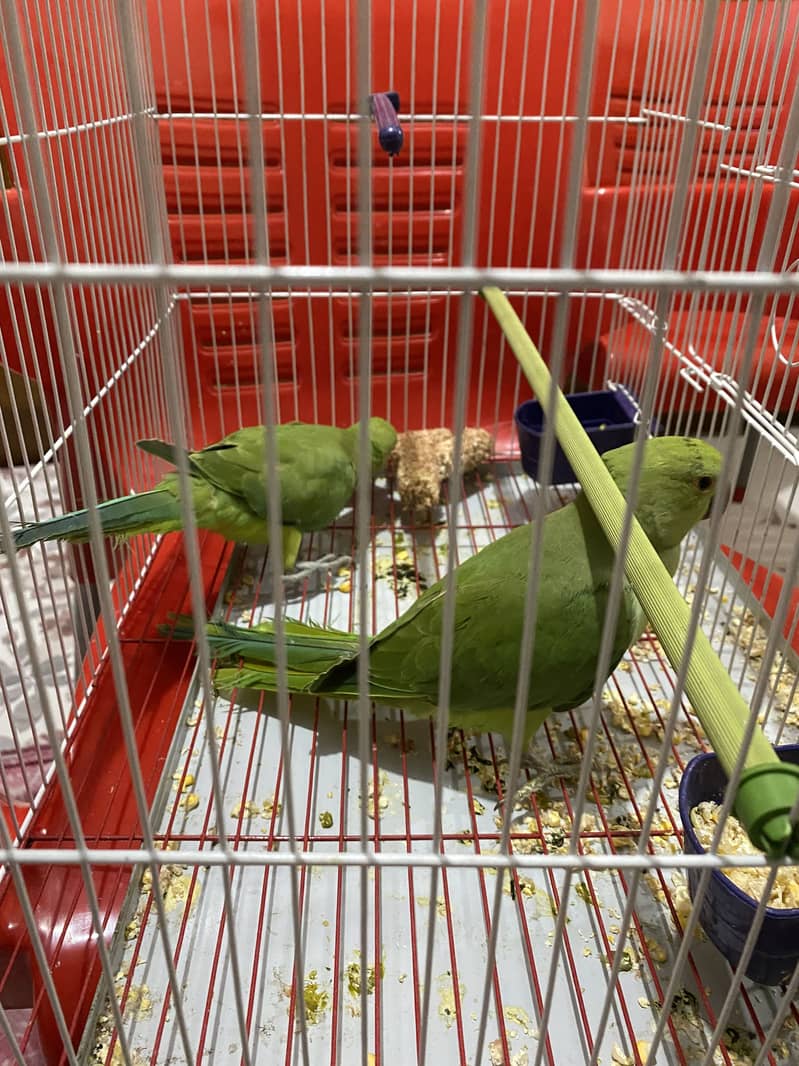 Ringneck pair 2