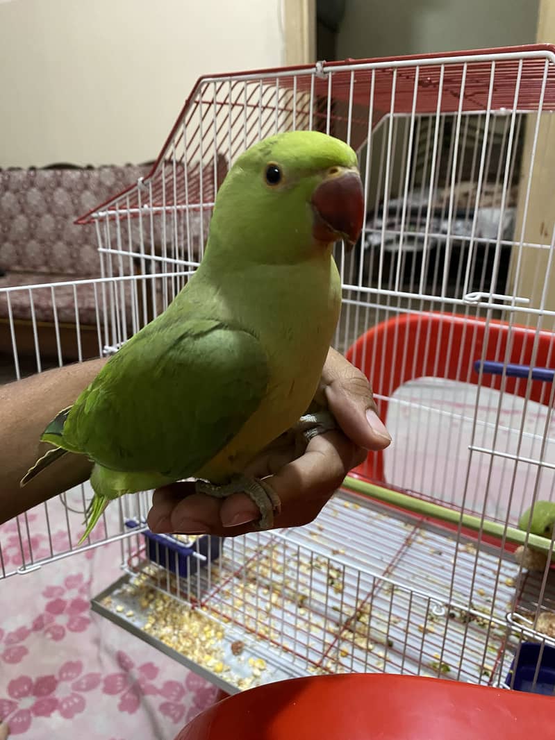 Ringneck pair 3