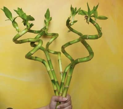 Lucky bamboo sticks