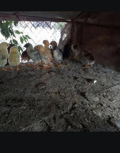 aseel murgi with 13 chicks for sale