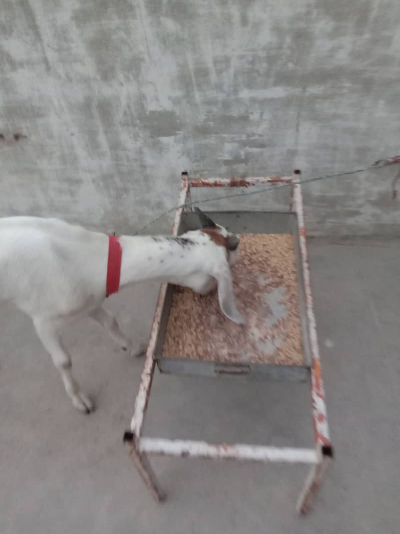 Goats 0