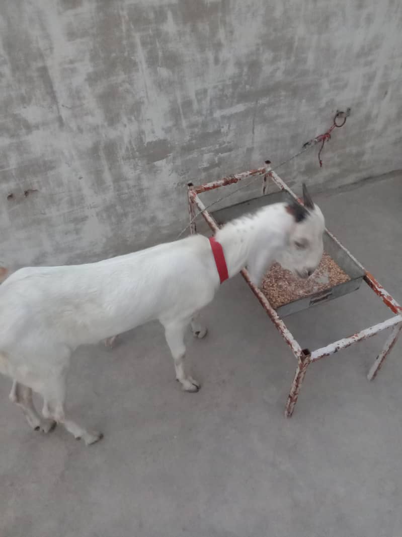 Goats 1