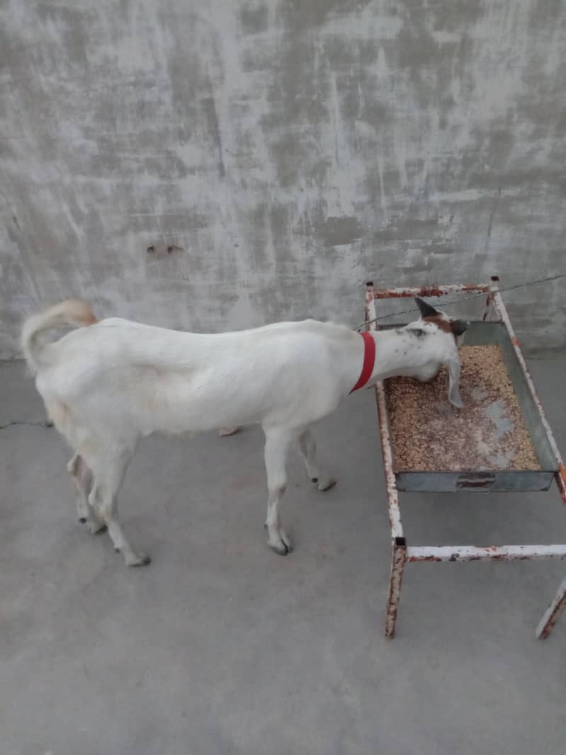 Goats 2