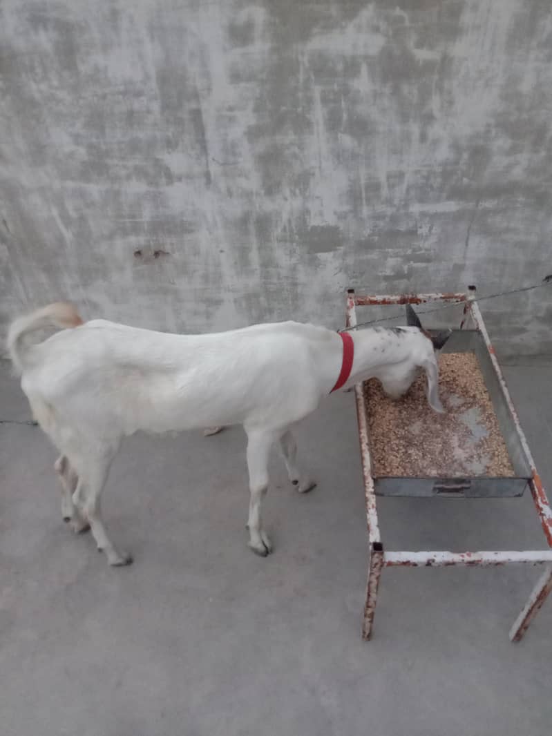 Goats 3