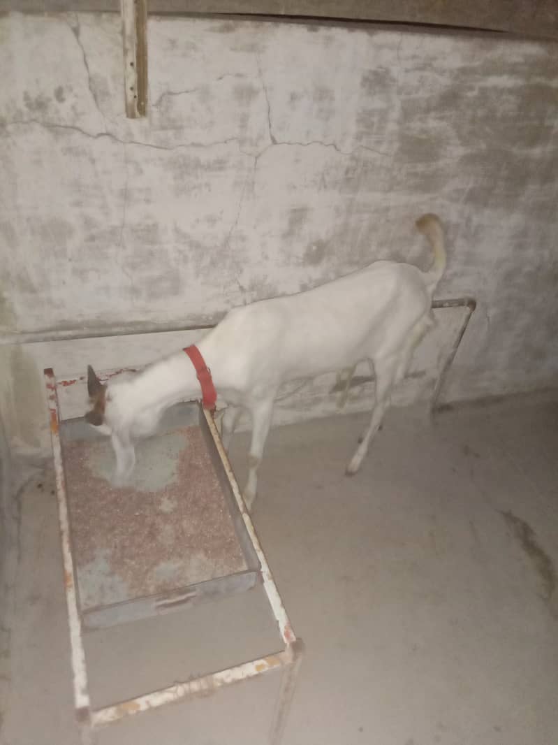 Goats 4