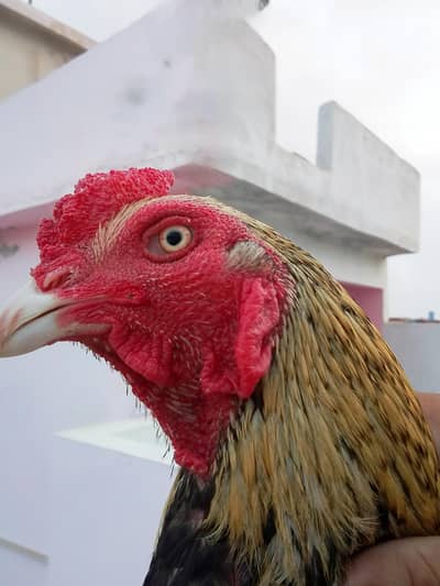 aseel jawa breed
