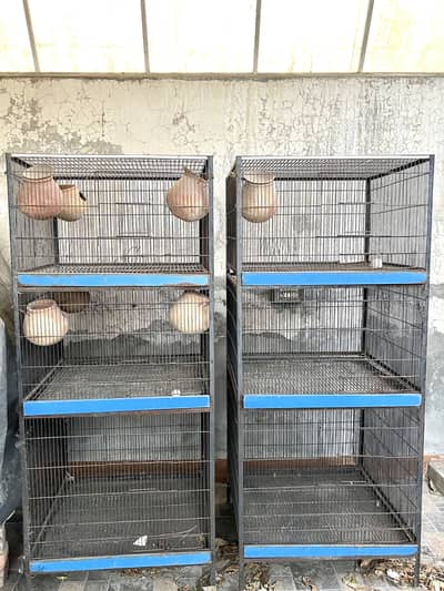 Birds cage
