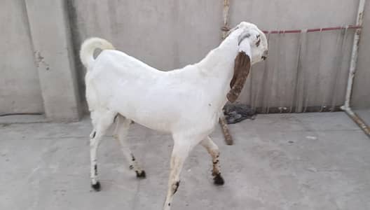 خوبصورت دیسی بکرا
