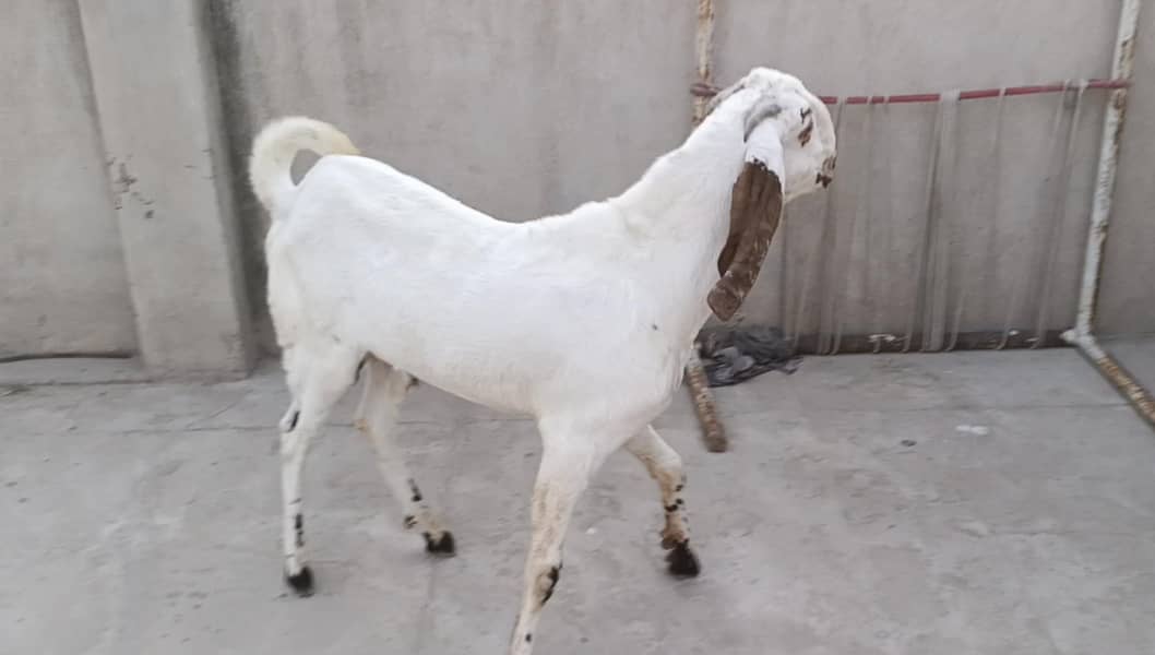 خوبصورت دیسی بکرا 0