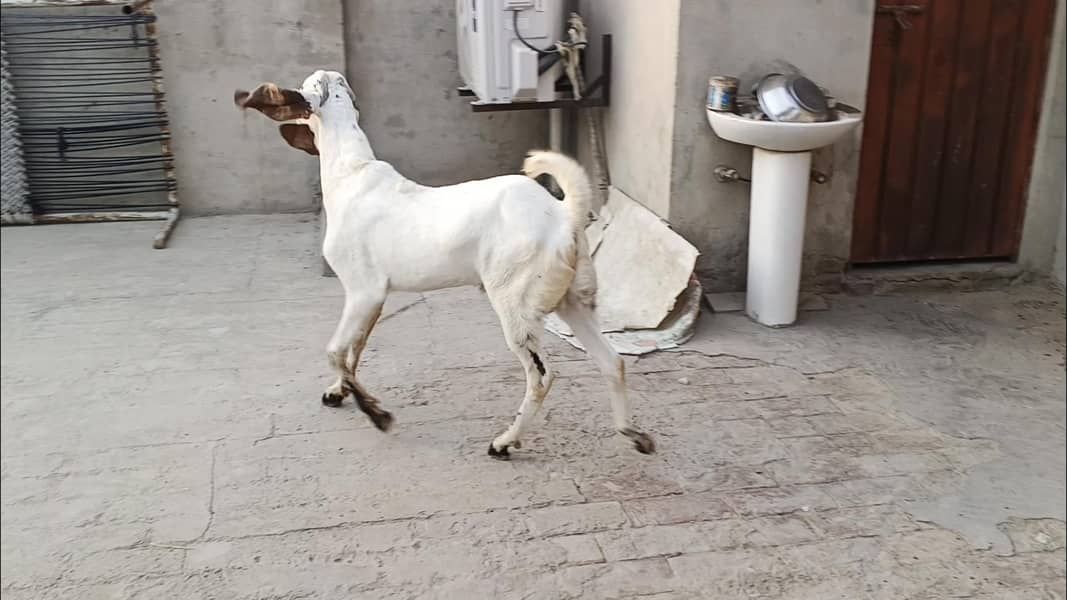 خوبصورت دیسی بکرا 2