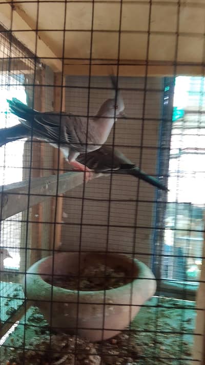 crusted dove chick for sale