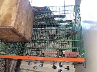 Parrot cage (Pinjra)