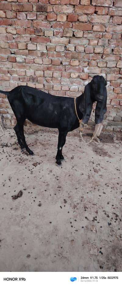 nasli bakreyan for sale gaban hn 2no 03026411100
