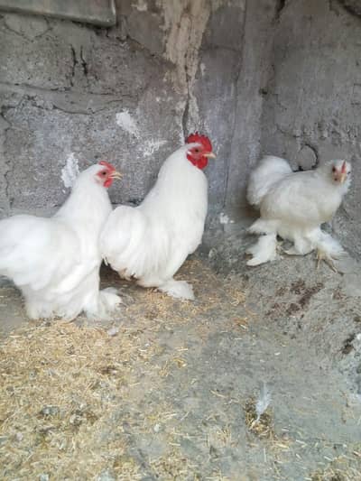 White Bantam Zero Size