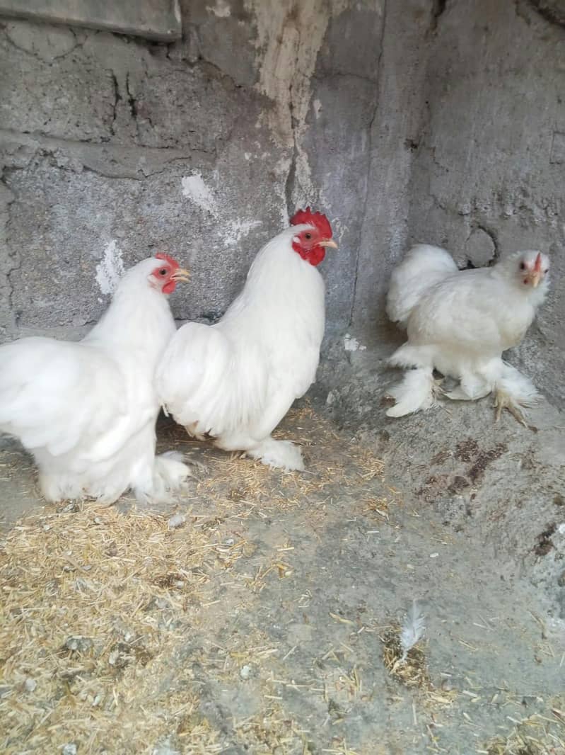 White Bantam Zero Size 0