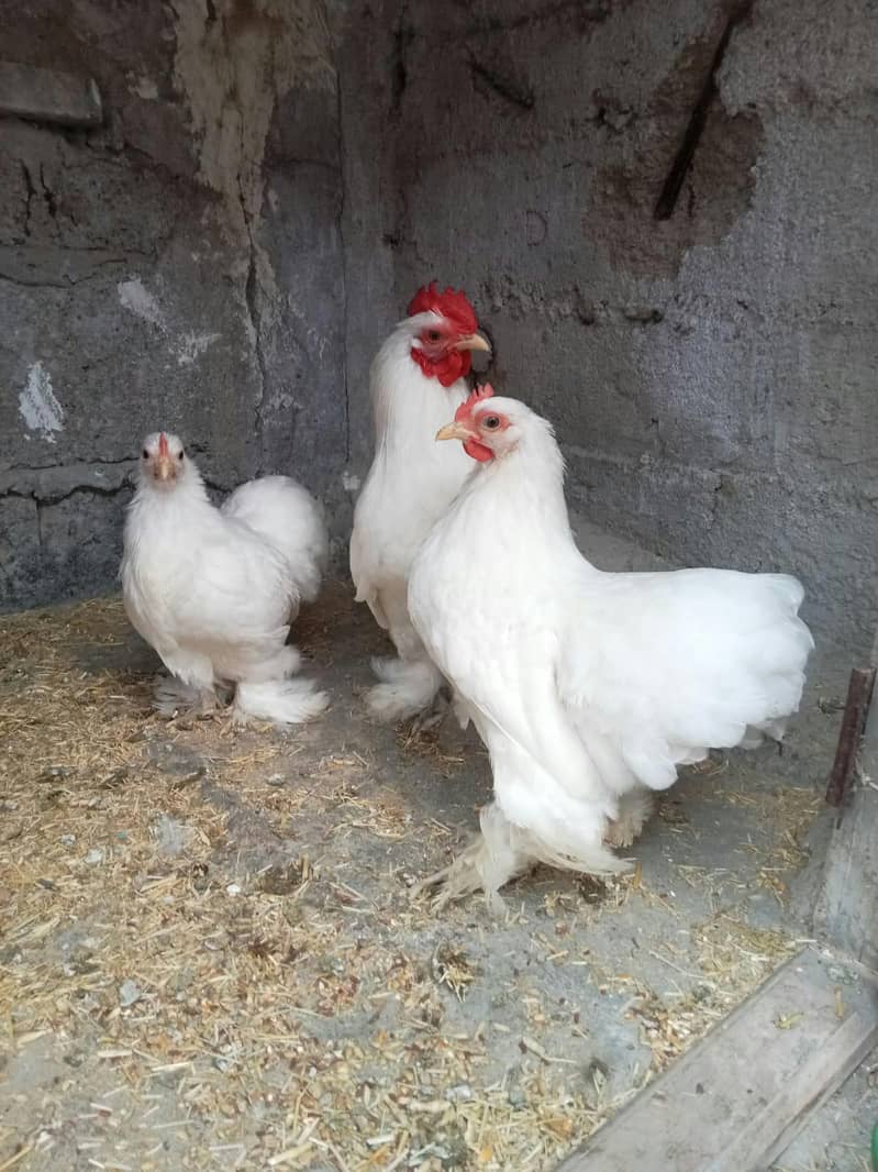 White Bantam Zero Size 1