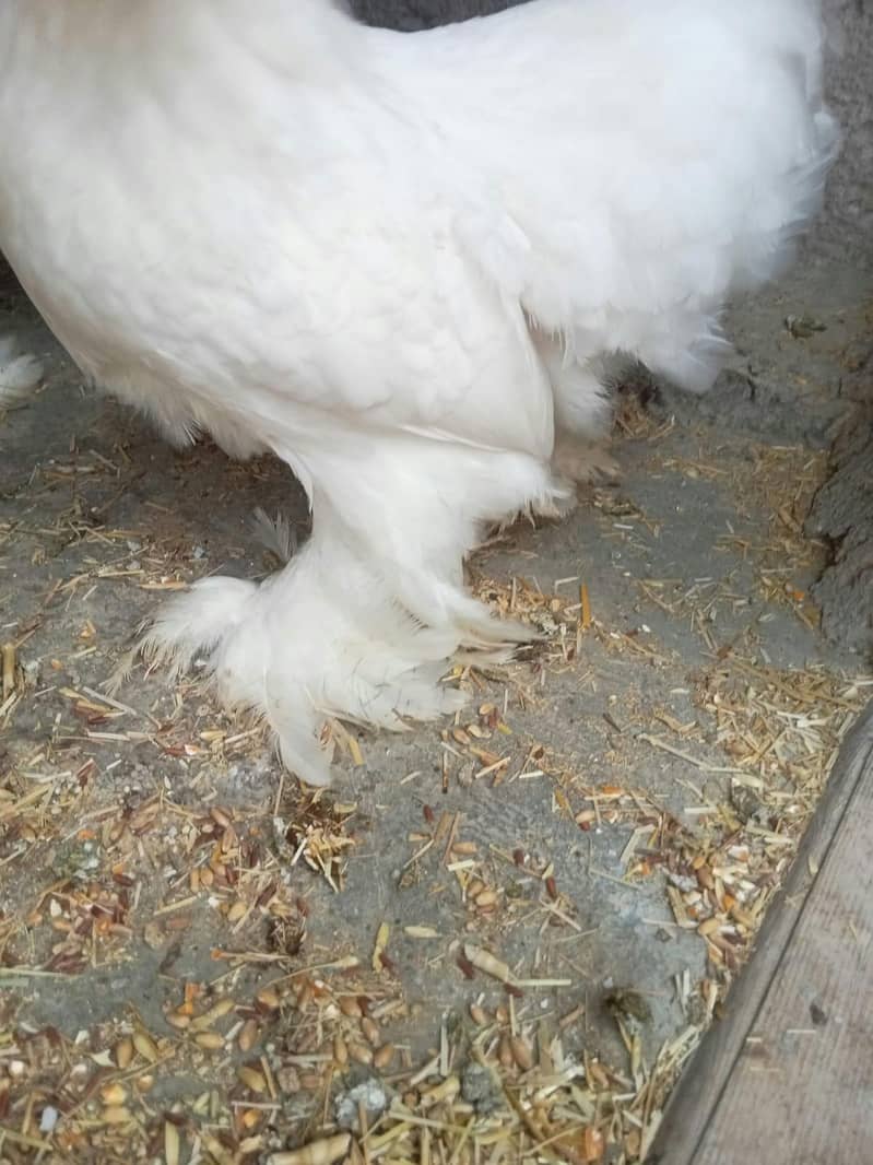 White Bantam Zero Size 2
