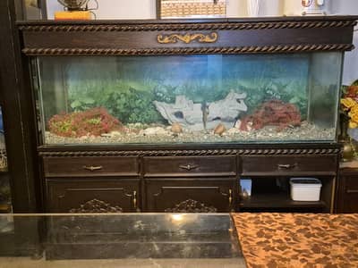 Aquariums (Premium 6 Feet Aquarium with Solid Wooden Cabinet for Sale)
