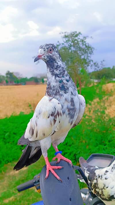 pigeon hand tame