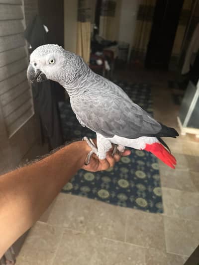 African Grey Cango Size (DNA not Confirmed)
