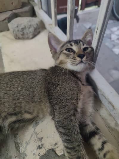 pershin cats for sell