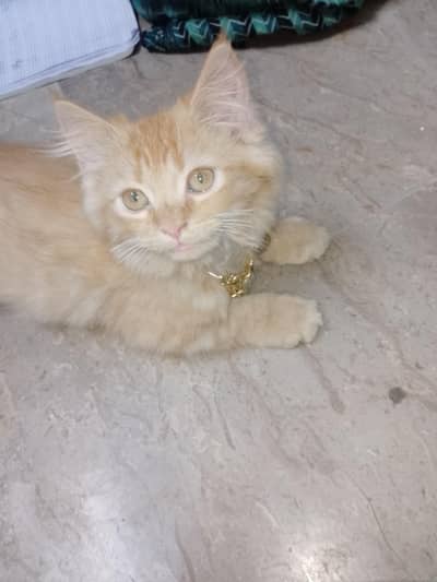 Persian 3 coat kitten 1.5 month vaccination hoi ha trained ha