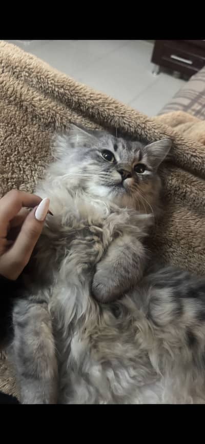 cat for fostering and shelter