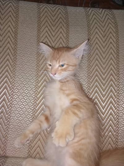 cat baby for sale