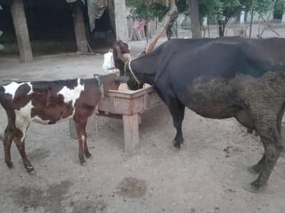 ek cow our os ka bacha ha 15 kg milk k sath