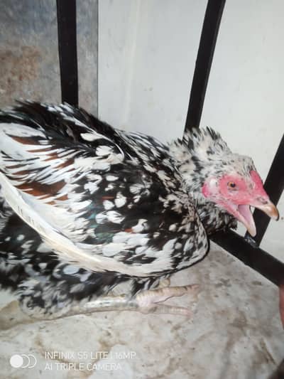 Aseel kurak murgi  hen female kurak for sale