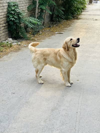 Cream color retriever