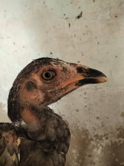basheer purbana breed pathi high quality