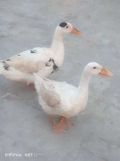Egg lying ducks pair