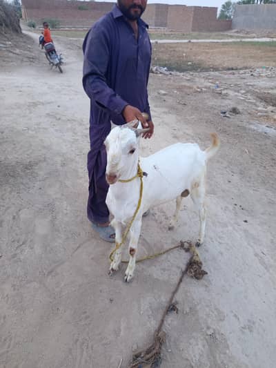 Dasi Ghar ka bakra