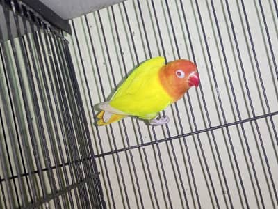 Love bird, Jawa