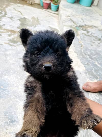 German Shepherd baby