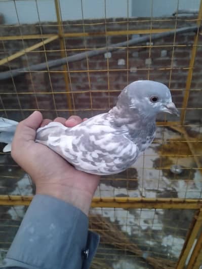 Pigeon kabootar