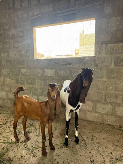 goat sale
