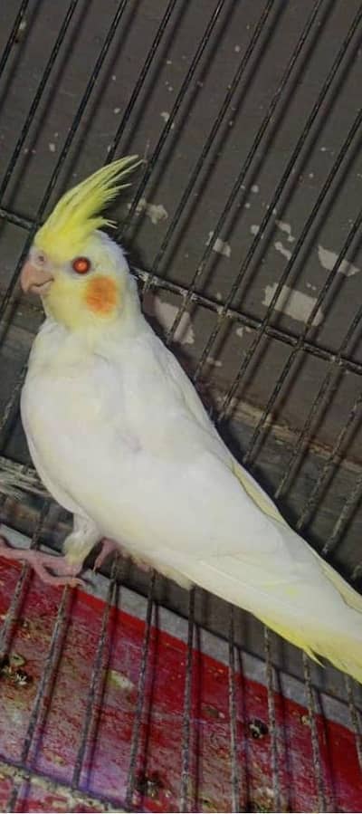 khubsurt Common white cocktail 1 patha Available for shoqeen only 2000