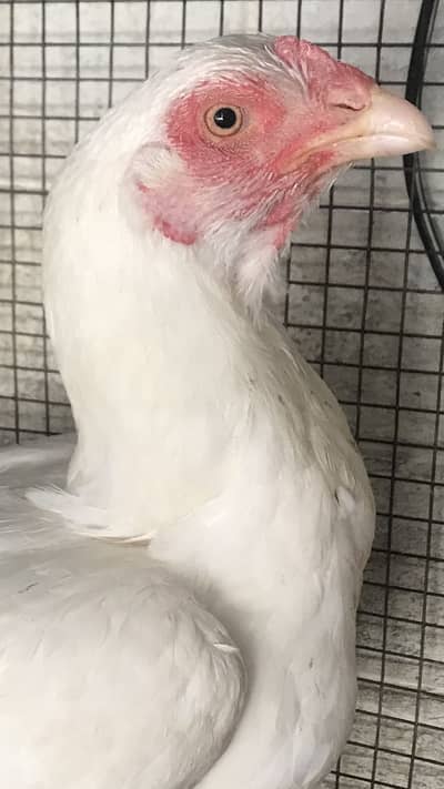 Hera bird female