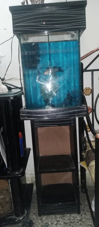aquarium 6000 with 2 fish