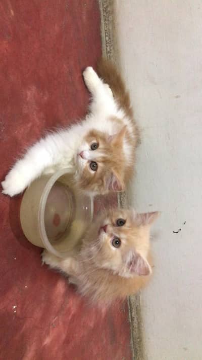 Triple Coated Persian Kittens For Urgent Sale