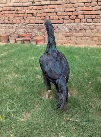 Tall Black Aseel Hen - Strong Build
