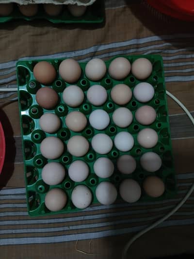 desi eggs 300 pr dozen 8500 pr peti