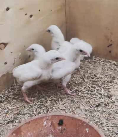 hera aseel chicks