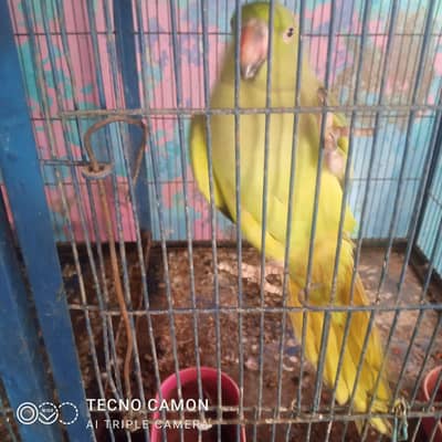Pair He Female TalkingWali he