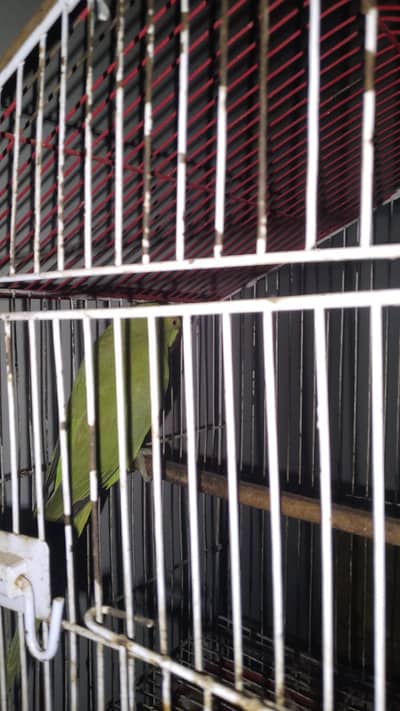 fully breeder female final price 4250