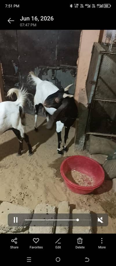 Bakri For sale