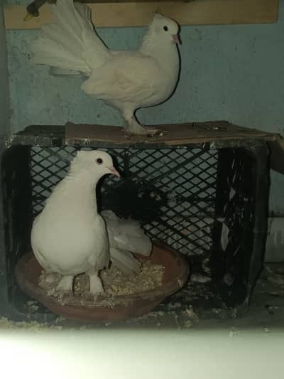 love birds , Australian parrot, pigeon