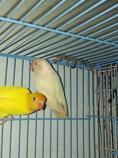 love birds